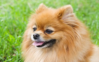 Cão