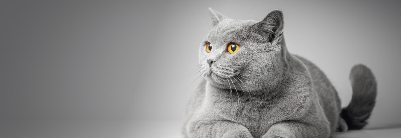 Gato Cinza