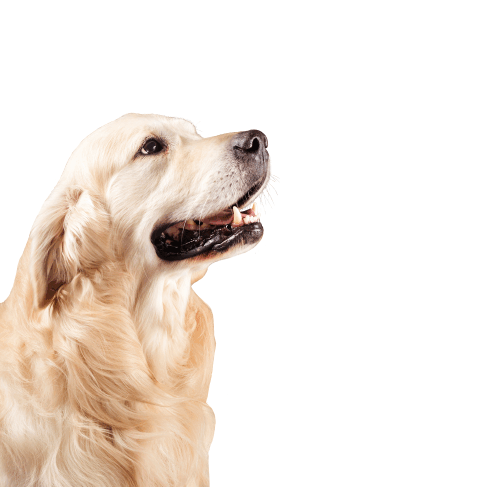 Cachorro