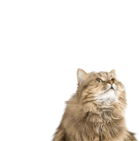 Gato
