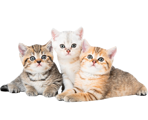 gatos