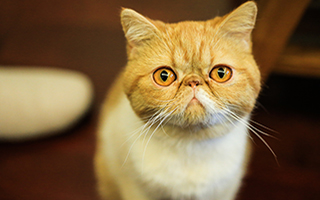 Gato