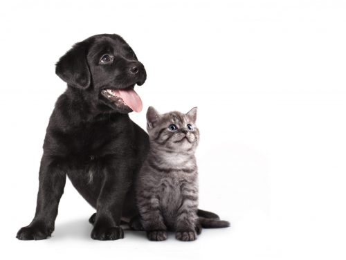 cão e gato