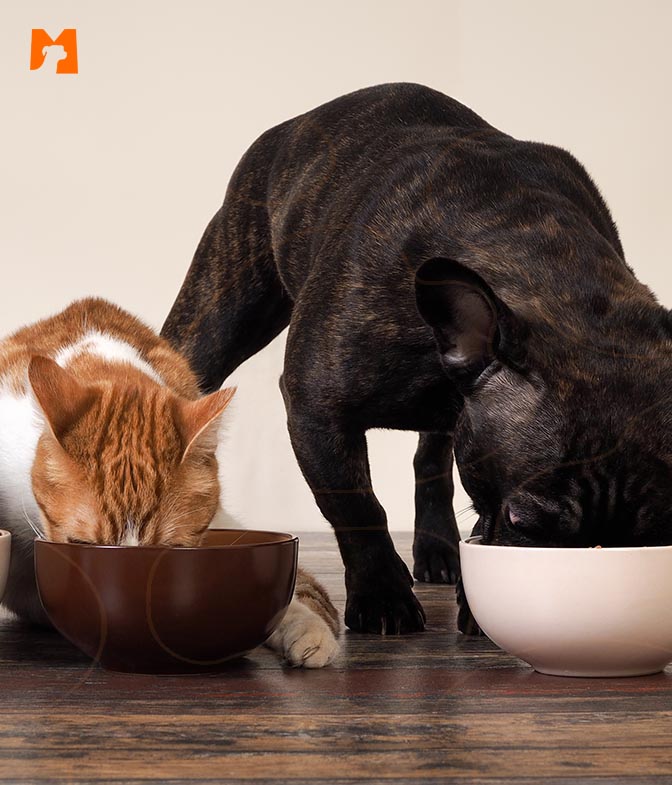 Cão e gato comendo alimento ideal