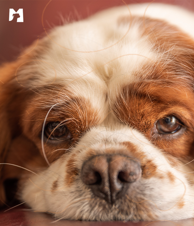 Cão com mancha de lágrimas