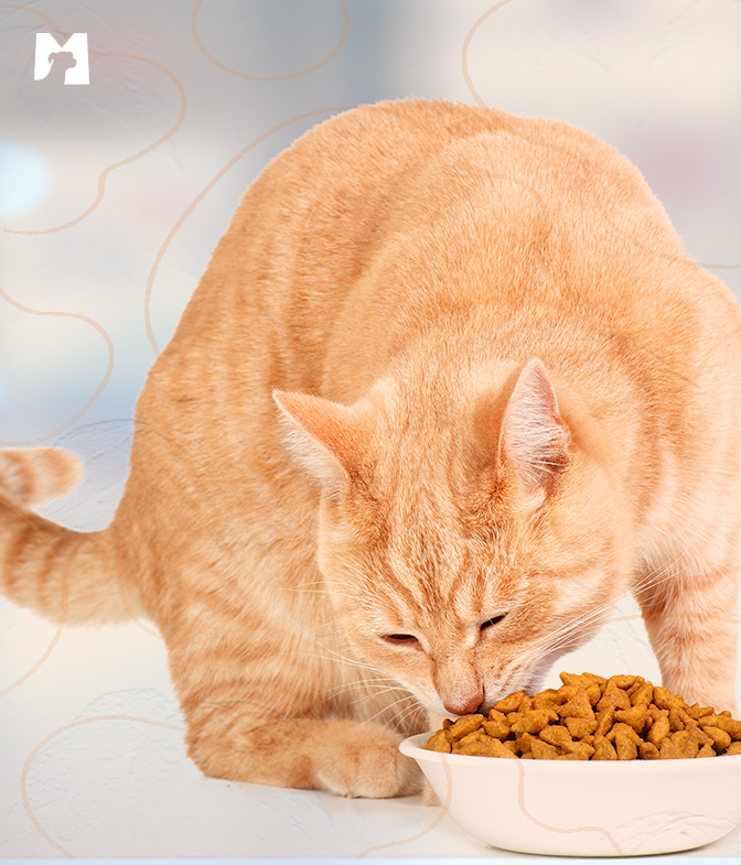 Gato laranja comendo ração