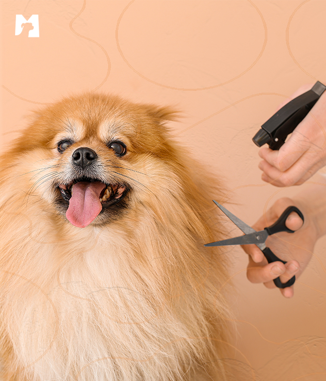Spitz Alemão cuidando da pele e pelagem