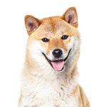 Akita