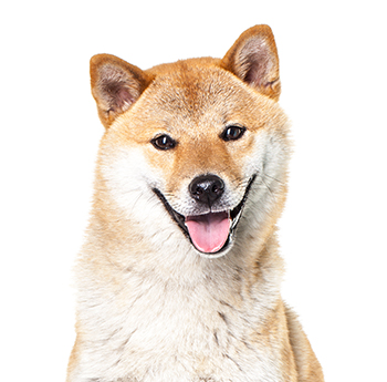 pet