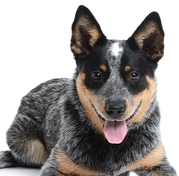 pet