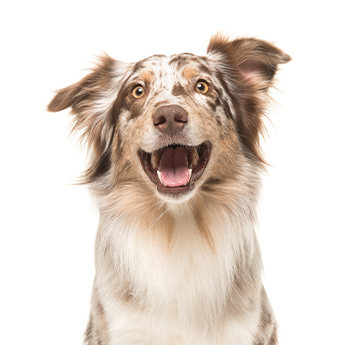 pet