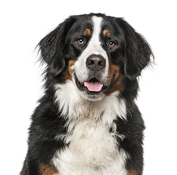 pet