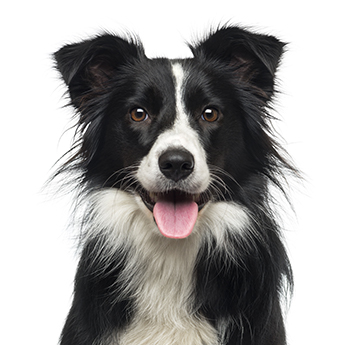 pet