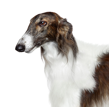 pet