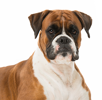 pet