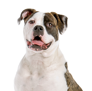 pet