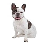 Buldogue Francês