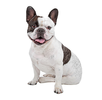 pet