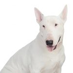 Bull Terrier Inglês
