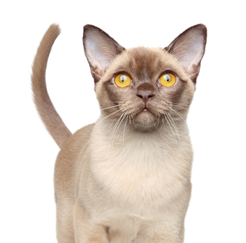 pet