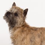 Cairn Terrier