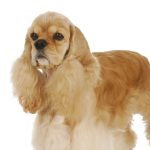 Cocker Spaniel Americano