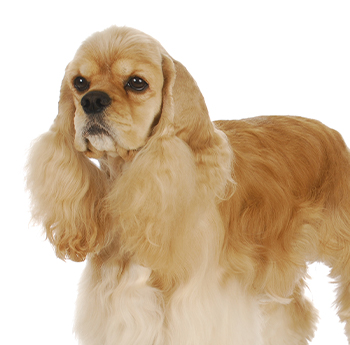 pet