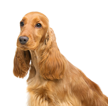 pet