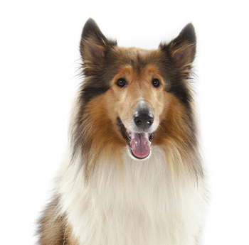 pet
