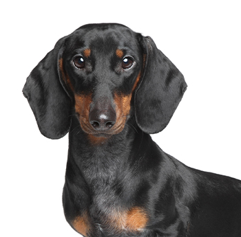 pet