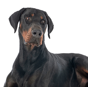 pet