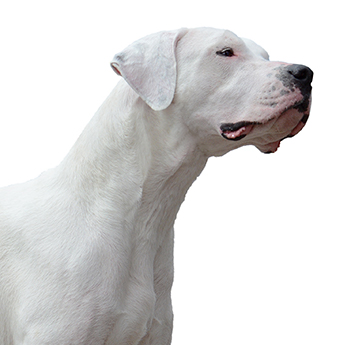 pet