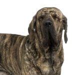 Fila Brasileiro