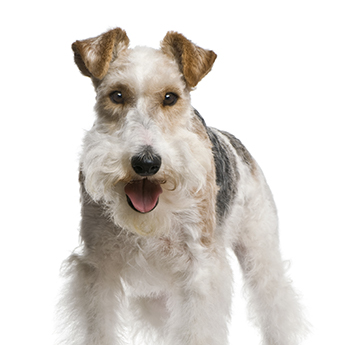pet