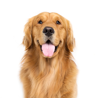 pet