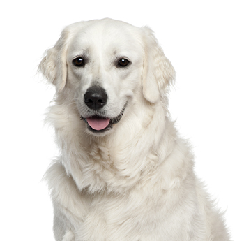 pet