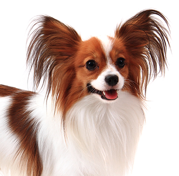 pet