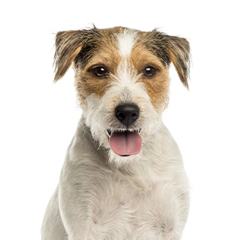 pet