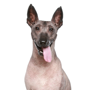 pet