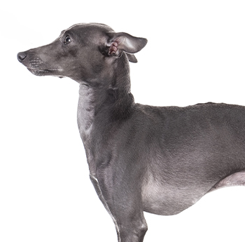 pet