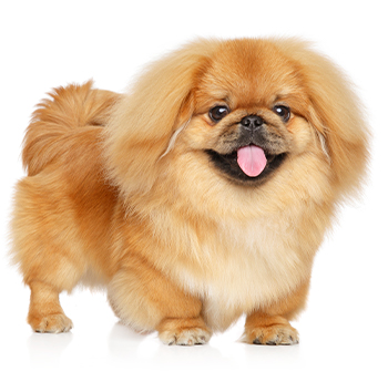 pet