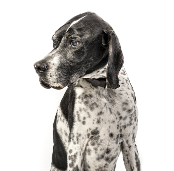 pet