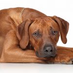 Rhodesian Ridgeback