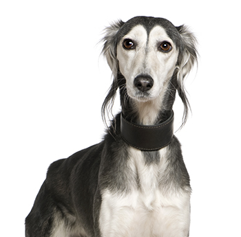 pet