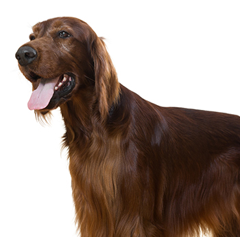 pet