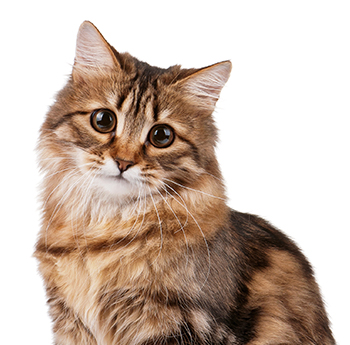 pet
