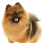 Spitz Alemão