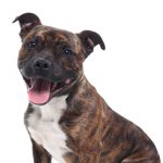 Staffordshire terrier americano