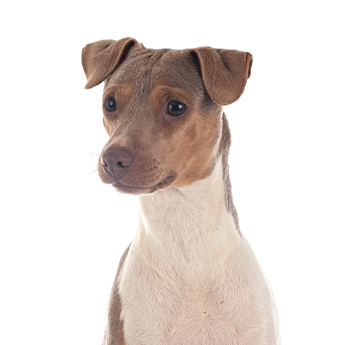 pet