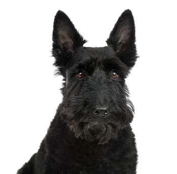pet